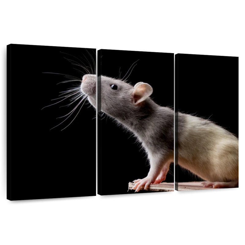 Brampt Rat Close Up, 48" H x 74" W
