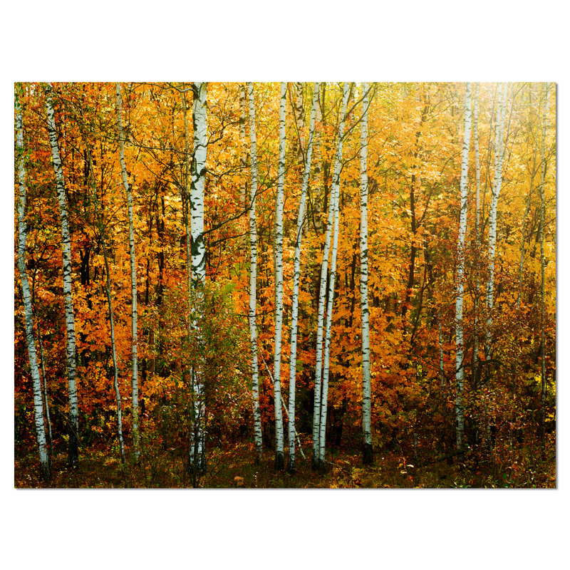 «Yellow Colorful Autumn Forest», reproduction de photo sur toile tendue, H 16 po x l 32 po x P 1 po