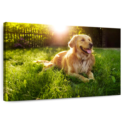 Brampt Sunny Golden Retriever