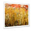 Abstrait champ de blé - œuvre d'art traditionnelle sur toile-251723936-251723941