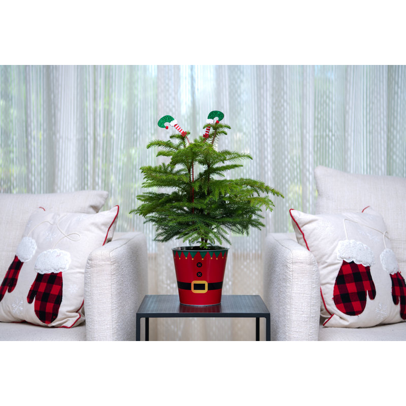 1.5' Fresh Cut Christmas Tree
