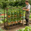 Cadre de support de treillis pour jardin d'extérieur pour légumes grimpants Cadre en bois de tomate canneberge avec 5 cages