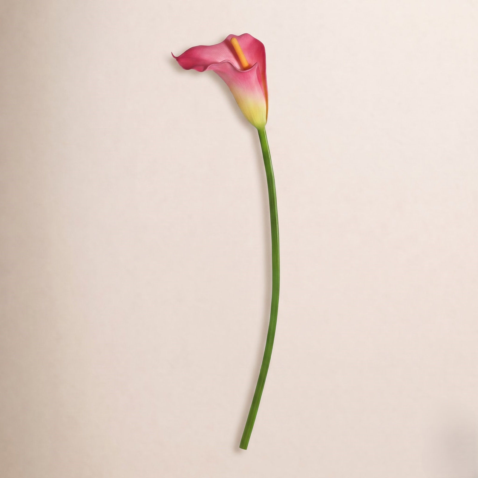 Cauldwell Calla Lily Stems, Pink, 28" H x 5" W x 5" D