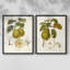 Vintage Pears III - reproduction encadrée de qualité supérieure - prête à être accrochée - aucun clou requis - aucun clou requis-121693954-121693957