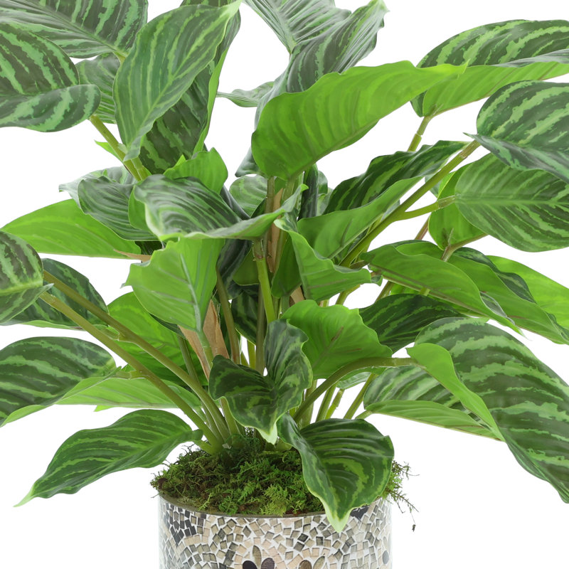 Buisson Rohdea Japonica dans un vase en verre décoratif