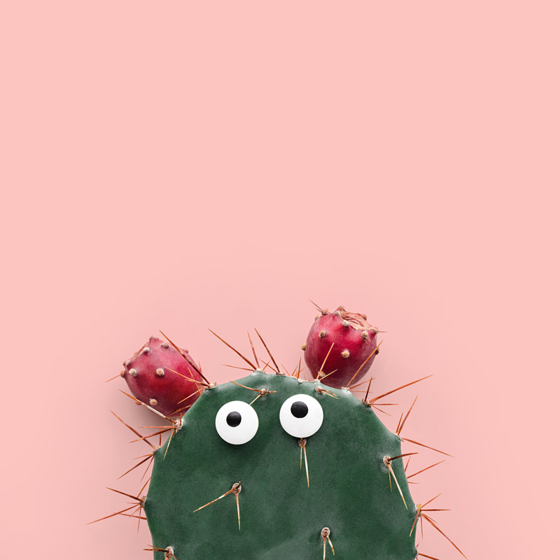 Funny Face Prickly Pear Cactus by SEE D JAN - Wrapped Canvas Print, 51cm H x 51cm W