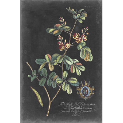 Dramatique royal botanique IV