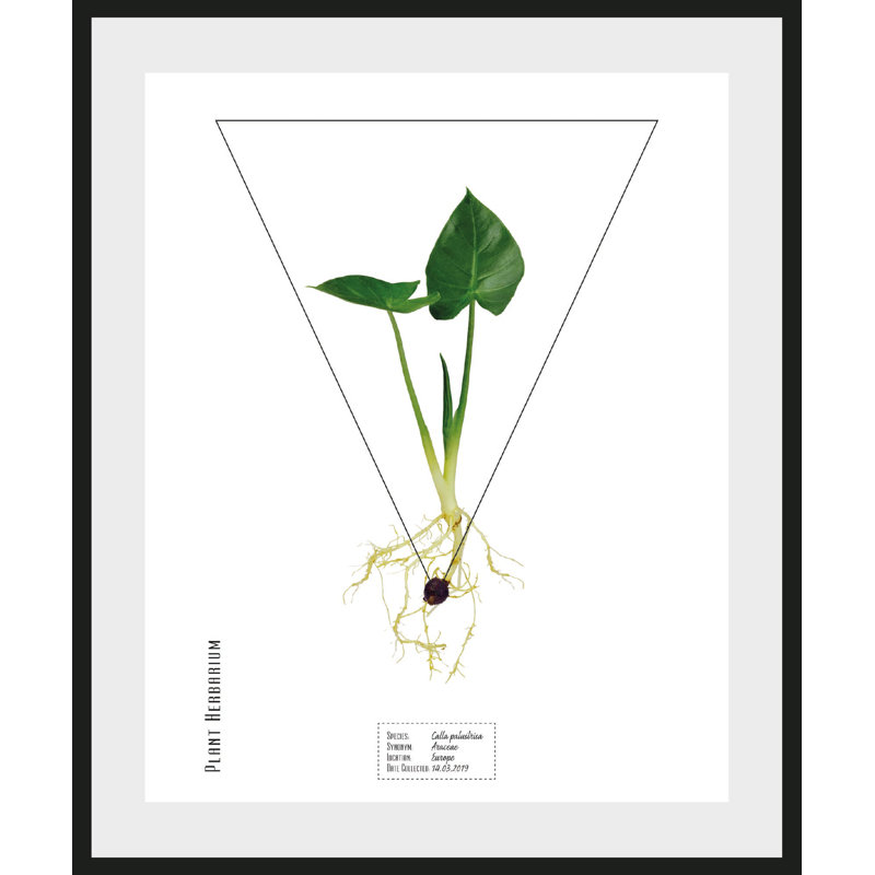 Plant - Single Picture Frame Print, 40 cm H x 30 cm W