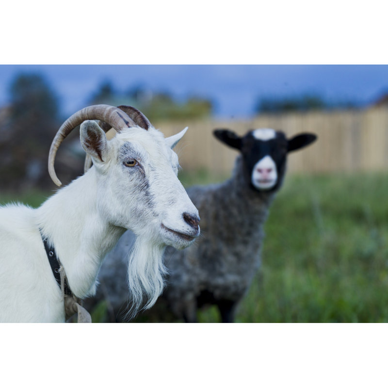 White And Grey Goat - Wrapped Canvas Print, 61cm H x 91cm W