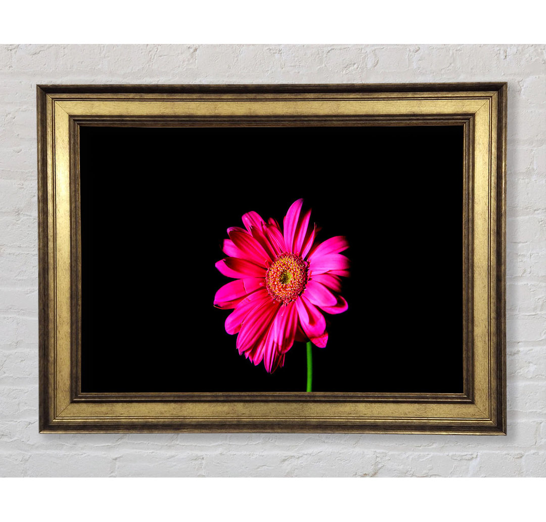 Hot Pink Gerber Daisy - Druck