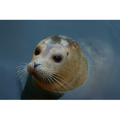 Grey Seal by Andyd