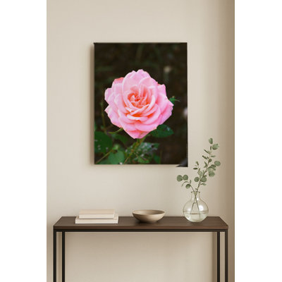 Rose rose en fleurs — Portrait en métal