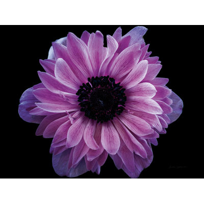 " Purple Anemone Crop " by Elise Catterall