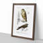 Owl and Bird Illustrations by Charles dOrbigny - Framed Print-55578118-55578121