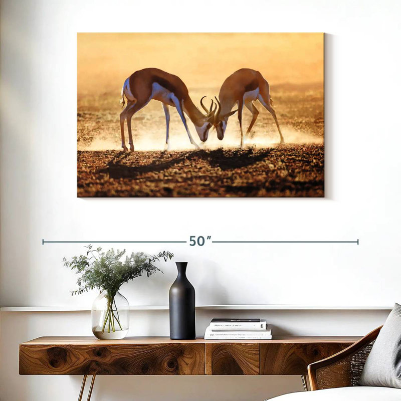 Brampt Antelope Springbok Duel