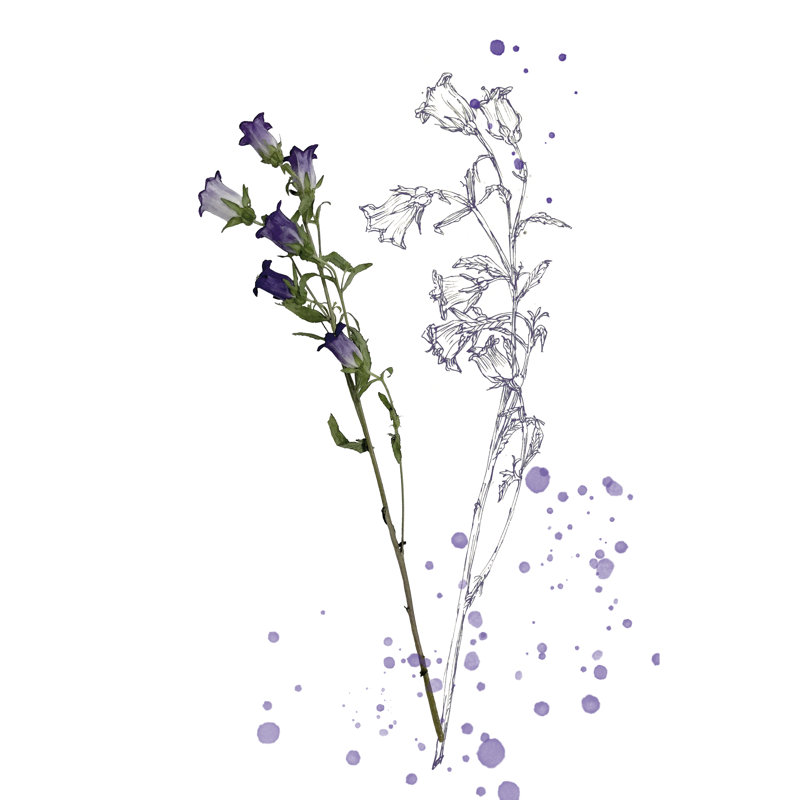 Botany Flower II -  Graphic Art, 122 cm H x 81 cm W, Black Floater Frame