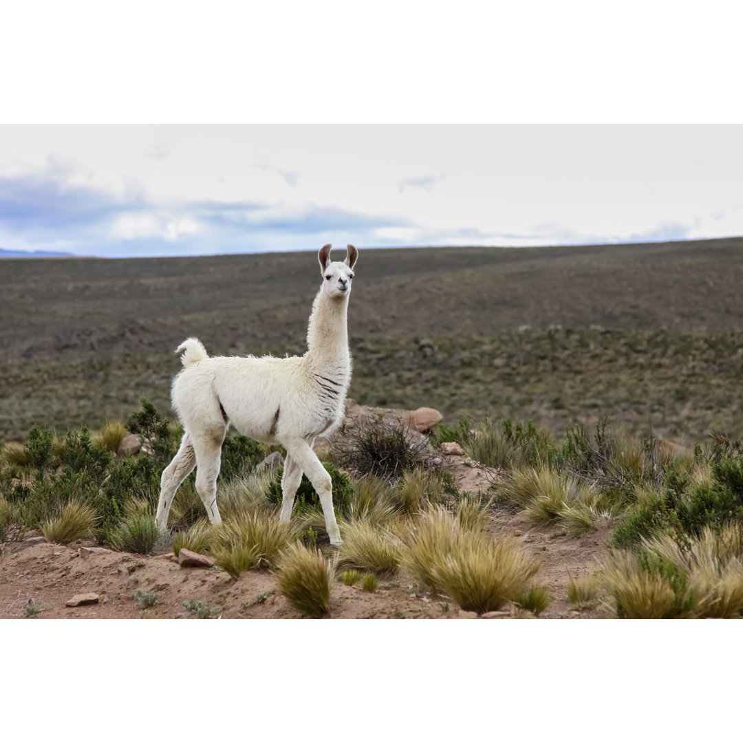 Weißes Lama im Altiplano von Uwe-Bergwitz - Leinwandfoto auf Wrapped Canvas