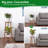 Fabrizia Plant Stand 2 Tier