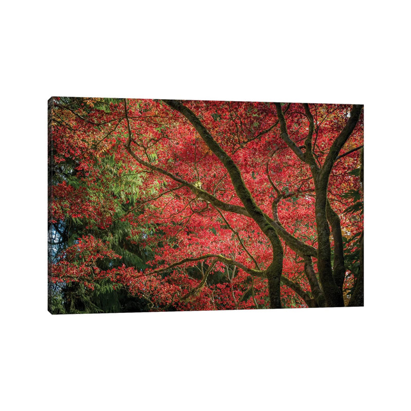 Autumn Beauty by Tim Oldford - Wrapped Canvas Gallery-Wrapped Canvas Giclée, 30.48 cm H x 45.72 cm W