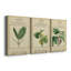 Linnaean Botany IV - Toile tendue sur mesure avec châssis - 3 pièces-1678543368