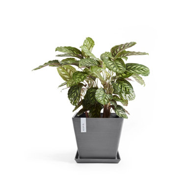 Pot Planter
