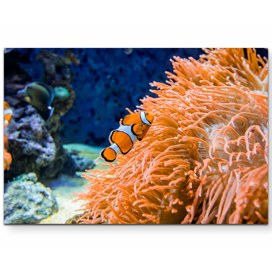 Leinwandbild Clownfisch und Seeanemone