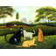 Cat Country-107112278