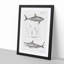 Illustrations of Sharks by J.E. De Kay - Framed Print-55641453-55641454