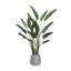 8' Bird of Paradise Tree with Fiberstone Planter