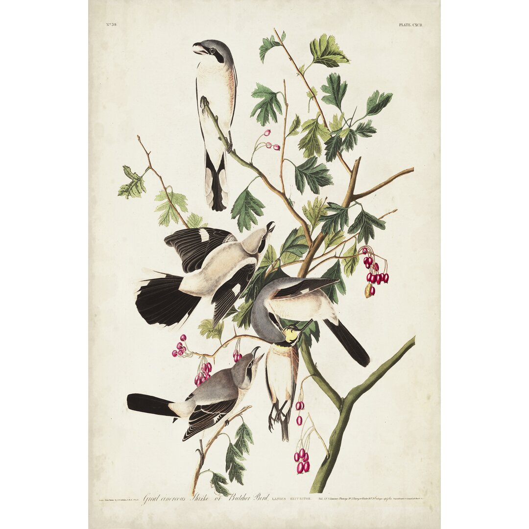 Leinwandbild Pl 192 Great Cinereous Shrike von John Audubon