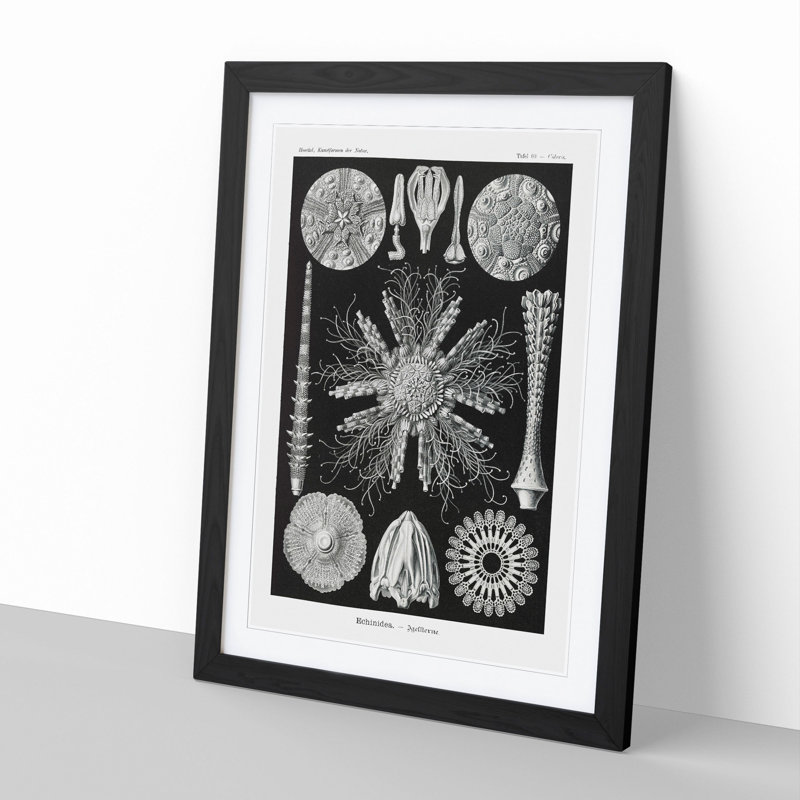 Echinoida Sea Urchin Vol.2 by Ernst Haeckel - Picture Frame Graphic Art, Black Framed, 65cm H x 48cm W x 2cm D