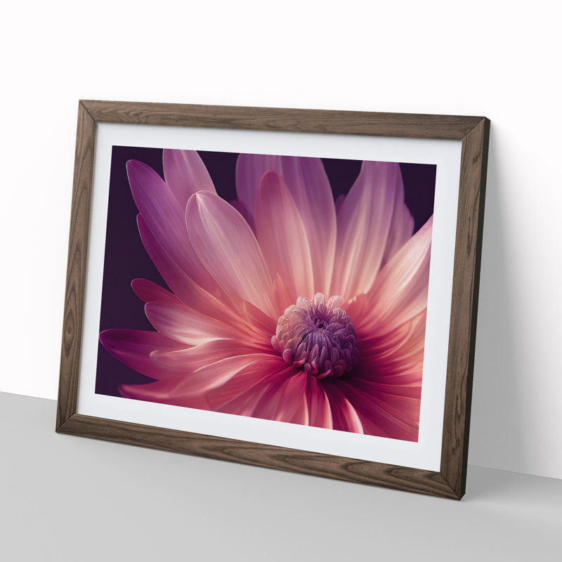 Cute Chrysanthemum Flower Vol.4 - Framed Print, 34cm H x 46cm W x 2cm D, Walnut