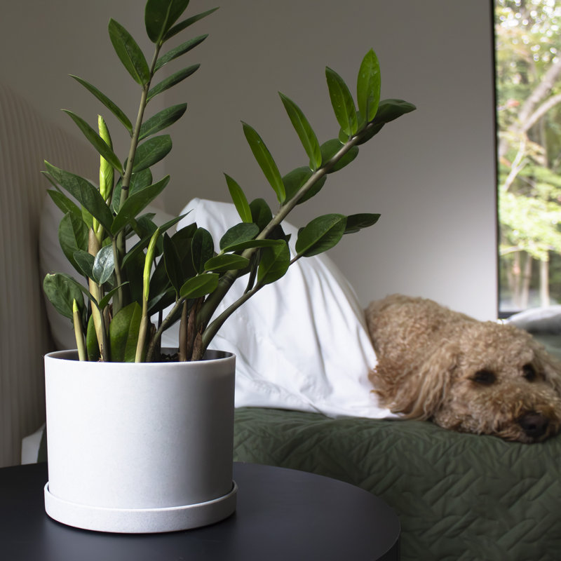 Modern Plastic Indoor/Outdoor Round Planter with Saucer, 5" H x 5" W x 7" D, Cement
