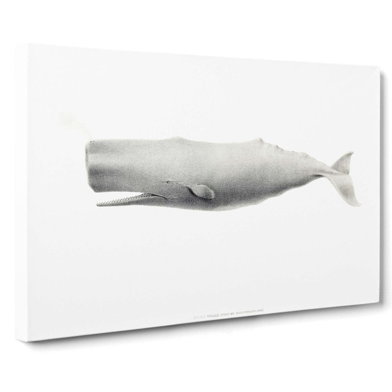Sperm Whale by C.M. Scammon - Wrapped Canvas Drawing - Wrapped Canvas, 40cm H x 60cm W x 3cm D
