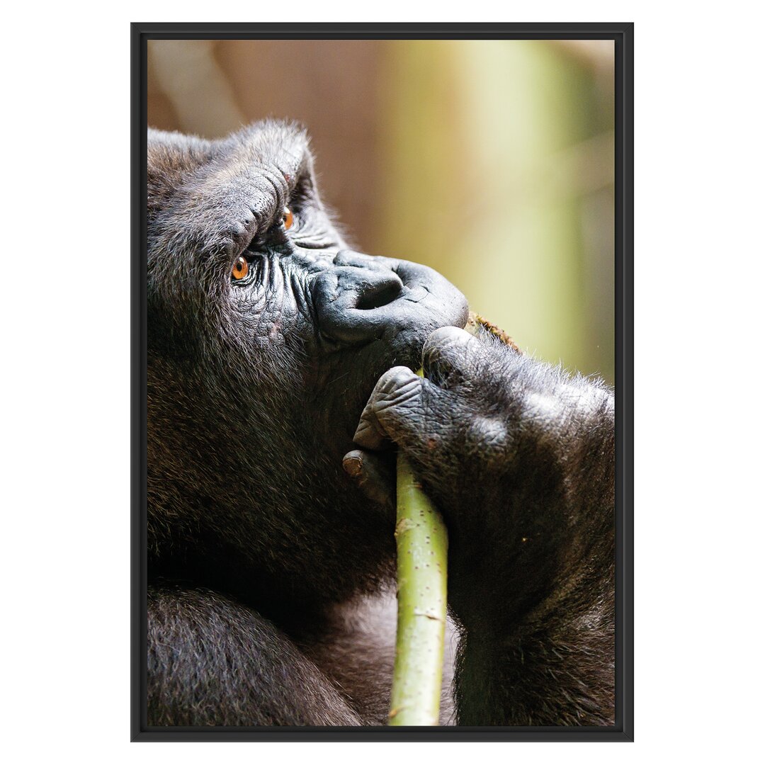 Gerahmtes Wandbild Gorilla isst