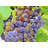 Purple Grapes Polyester Placemat | Home Decor Dining Accent