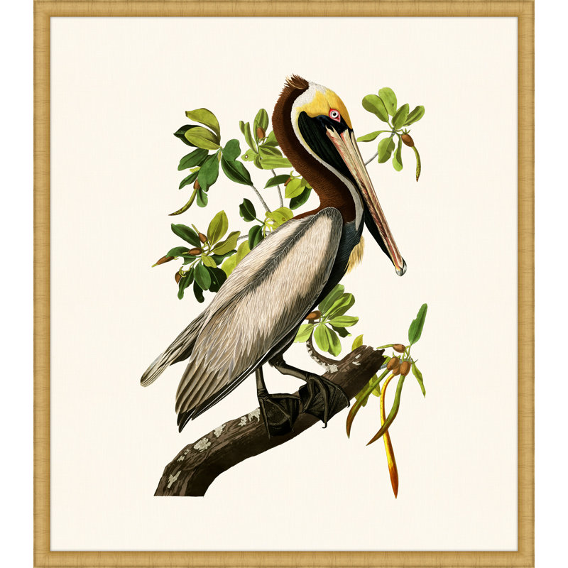 «Audubon's Brown Pelican» par John Audubon - Reproduction d'art graphique sur papier encadré
