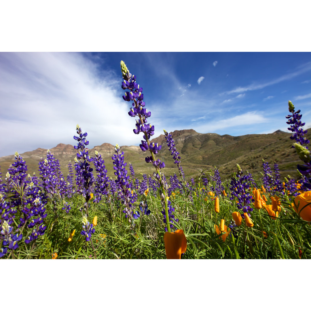 Arizona Wildflowers In The Sun von Srabin - Druck