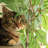 Henrietta 48'' H Cat Tree-1835871207