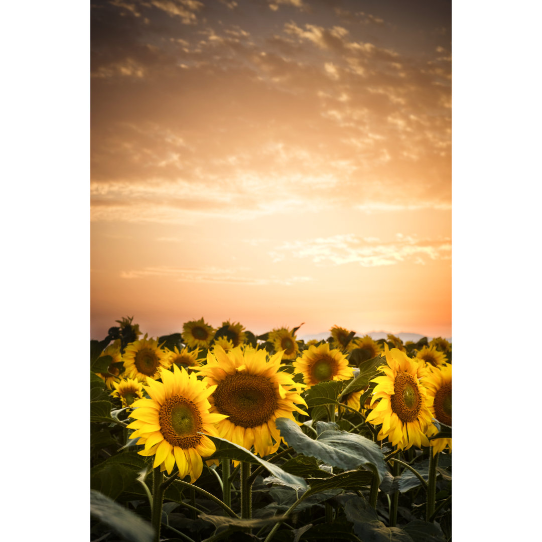 Sonnenblumen in der Abenddämmerung von Xavierarnau - Fotodruck