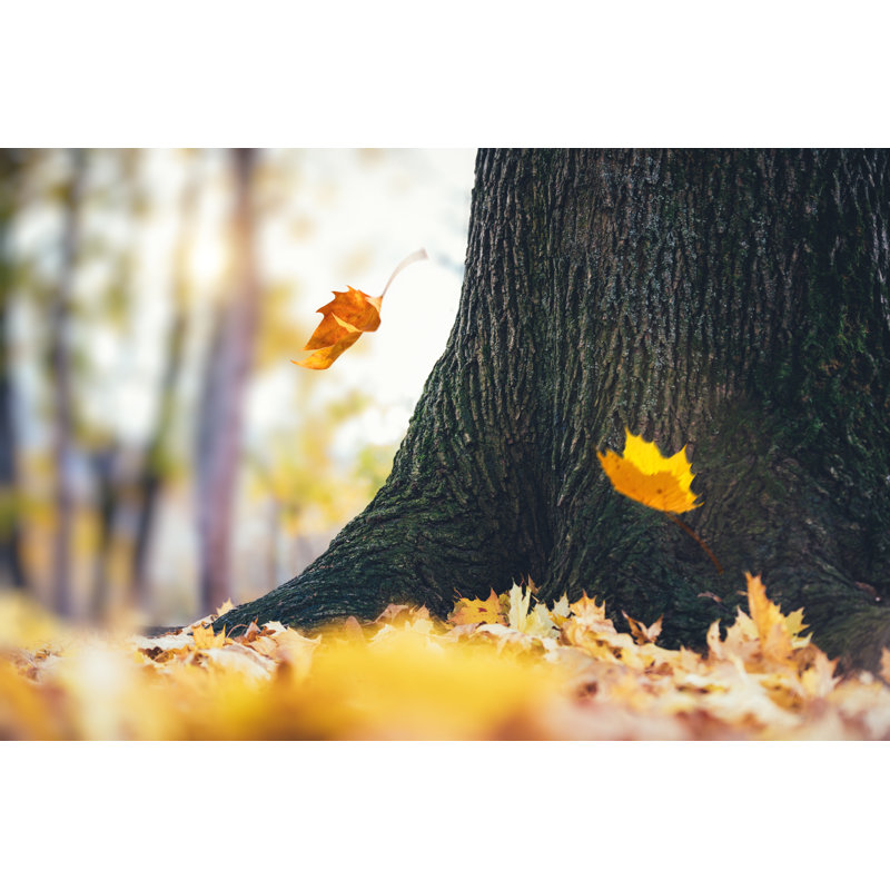 Autumn Leaves Falling From The Tree by Borchee - No Frame Art Prints on Canvas, 81cm H x 122cm W