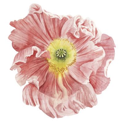 " Market Poppy I " by Grace Popp