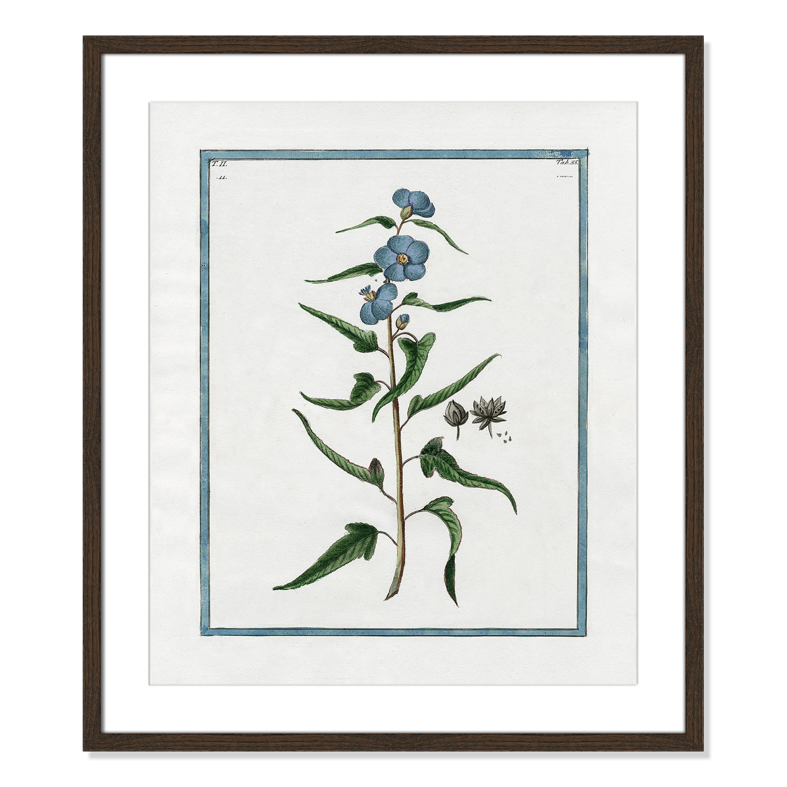 Colombe "Shabby Elegance Botanical I" Print, 21.5" W x 25.5" H, Walnut Framed