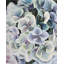 Fleurs d'hortensia colorées - vert rustique, impression encadrée
