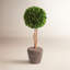 Alby Faux Boxwood Topiary in Planter-189621006