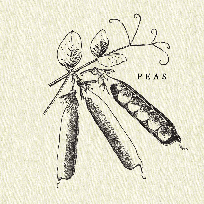 Reproduction d’art sur toile, "lin Vegetable BW croquis Peas" par studio moul, H 30 po x l 30 po