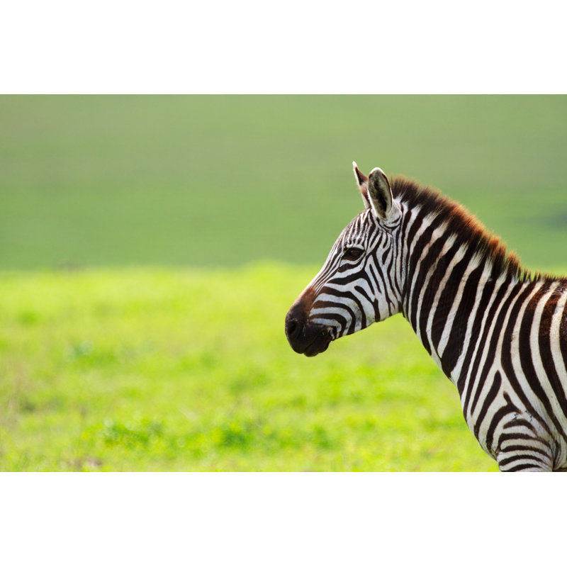 McLiverty Zebra - Wrapped Canvas Print, 51cm H x 76cm W x 3.8cm D