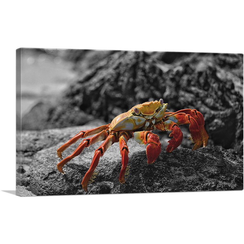 Crab on the Beach Stone - Reproduction de photo sur toile tendue, H 26 po x l 40 po x 1,5 po