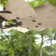 Mercado 60'' Ceiling Fan