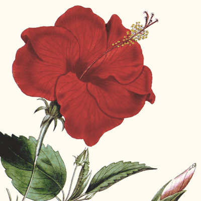 Recadrée botanique antique I
